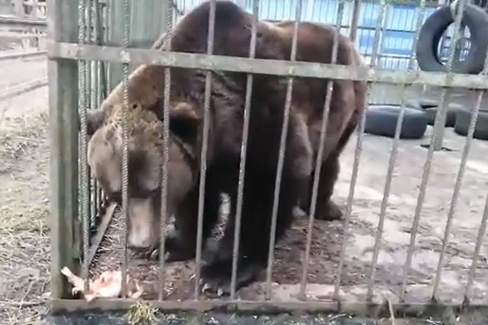 Медведи вышли из спячки из-за аномально теплой зимы в Петербурге