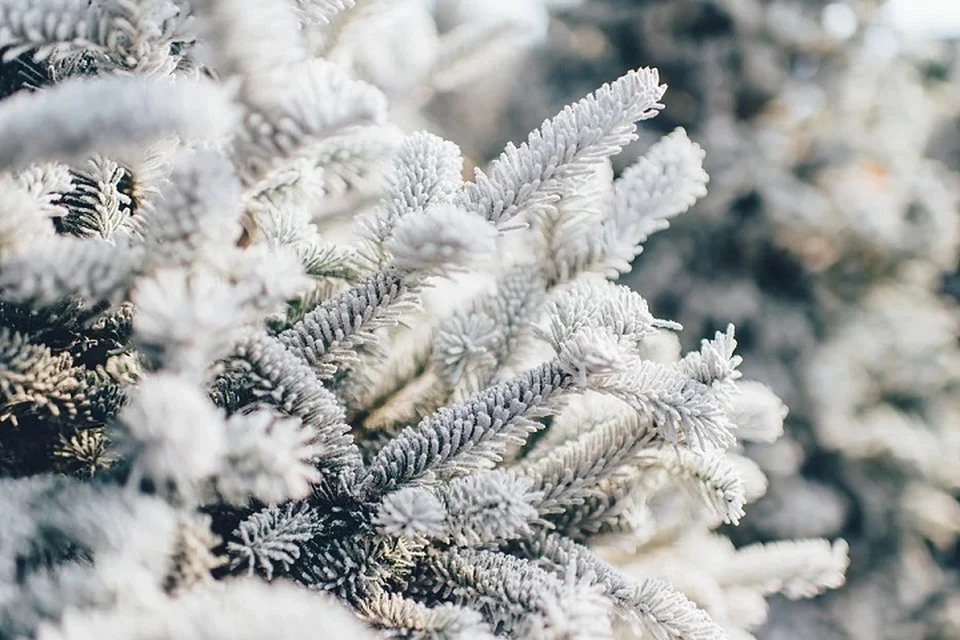 Погода на Ямале 22 января: потеплеет до -14 градусов Фото: pixabay.com
