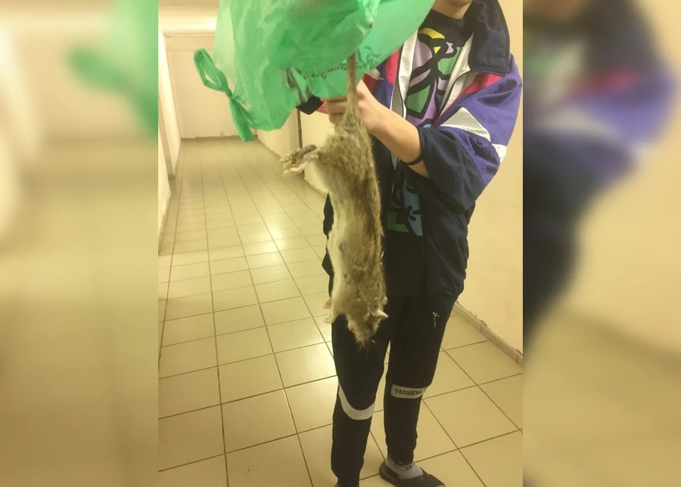 Огромную крысу нашли в общежитии № 1 в Усолье