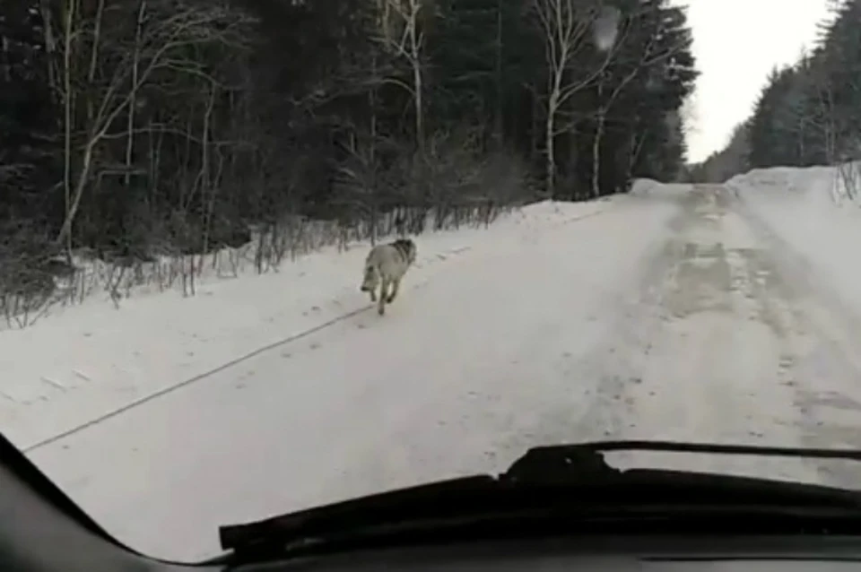 В Хабаровском крае водитель сделал видео, как догнал волка
