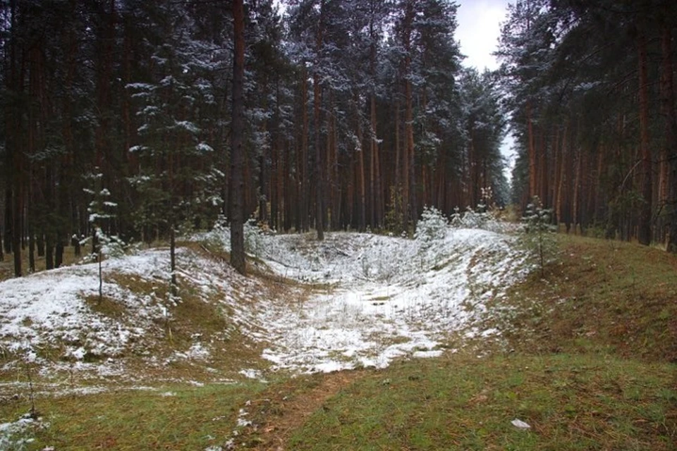 Этот лес - национальное достояние страны. Фото: zabytki.in.ua