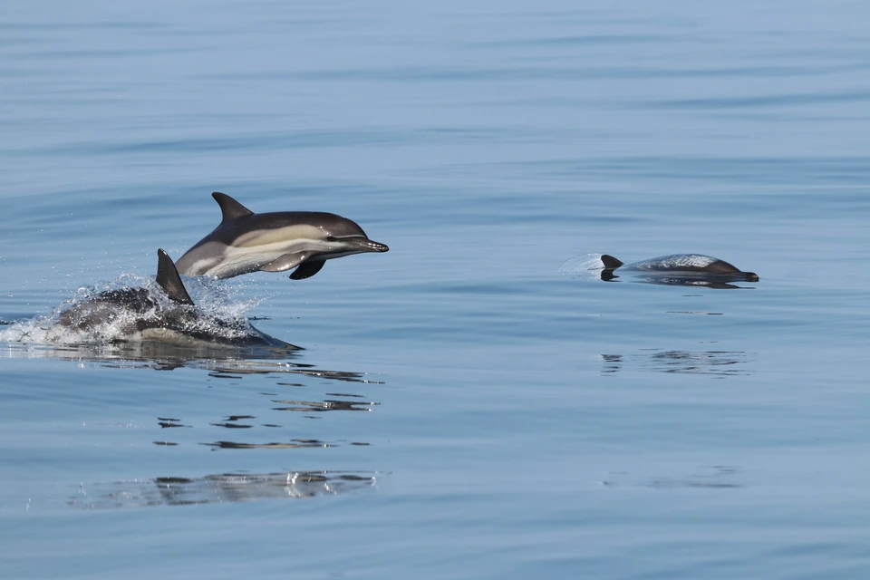 Ученые изучили больше 2 тысяч особей черноморских дельфинов. Фото : пресс-служба Роснефти.