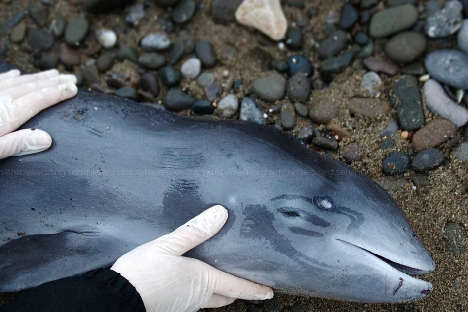 Ученые хотят узнать, от чего погиб дельфин. Фото: ЦИСРММ «Безмятежное Море» | Serene Sea