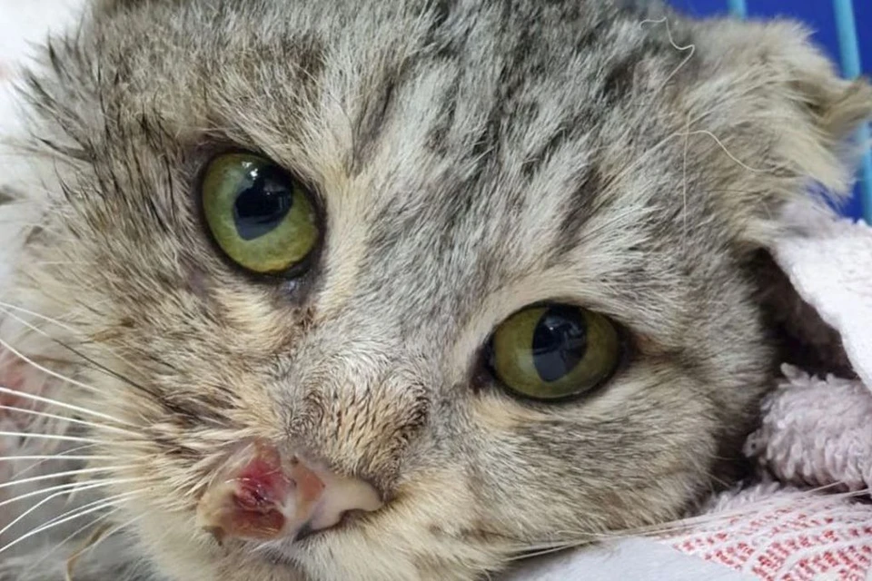 Кошка Дорожка выжила всем смертям назло. Фото: instagram.com/ya_zhivoy_