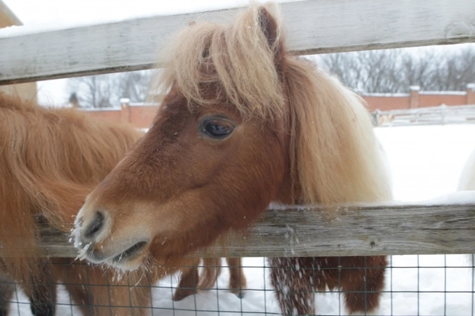 Фото: Архив "КП"