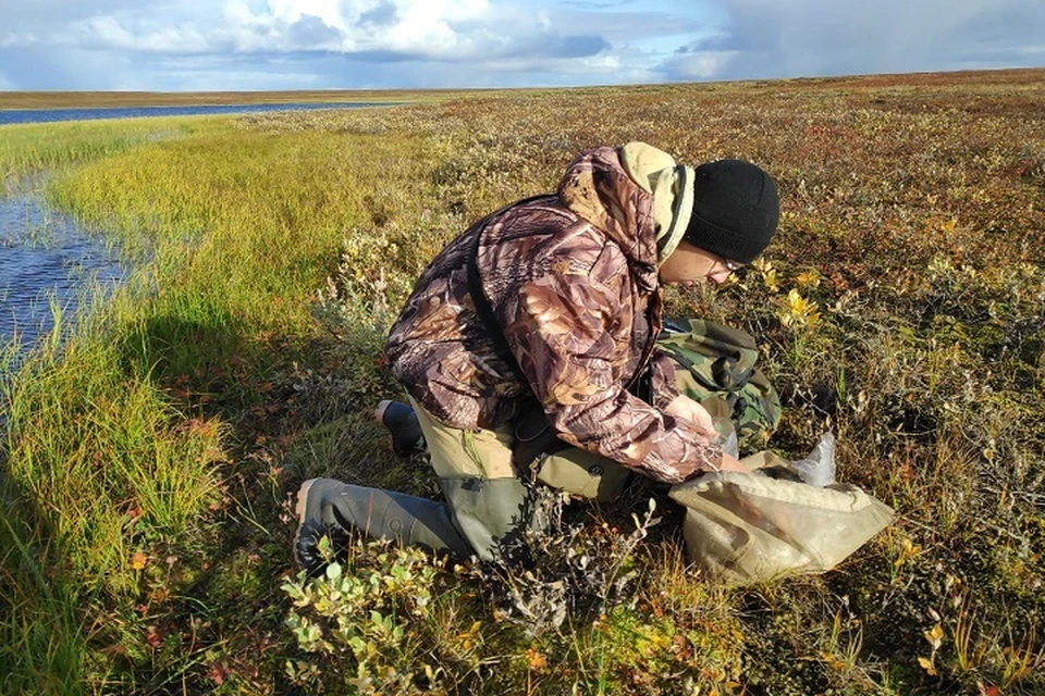 Учёные рассказали о состоянии растительности в зоне промышленного освоения ЯНАО Фото: Научный центр изучения Арктики