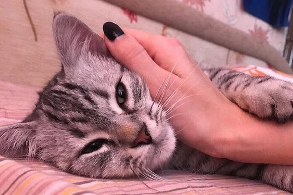 Петербуржцы пять месяцев не могут вернуть кота, который попал в приют для животных