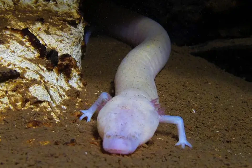 Похоже, пещерная саламандра - самое ленивое существо на Земле, а не ленивец.