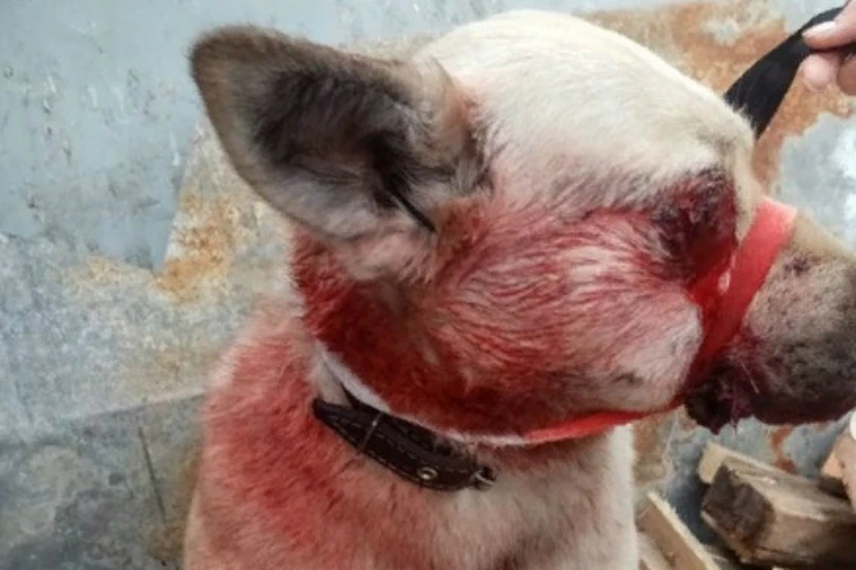 Под Хабаровском неизвестные расстреляли собак ФОТО: приют «Милосердие»