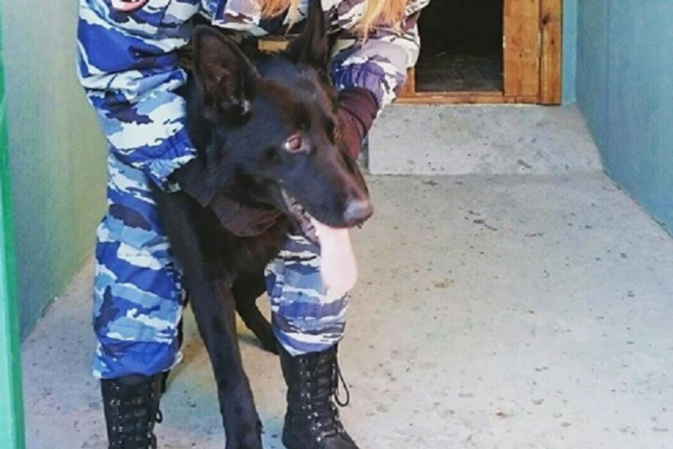 Служебная собака помогла раскрыть убийство и покушение на убийство водителей троллейбуса в Петербурге