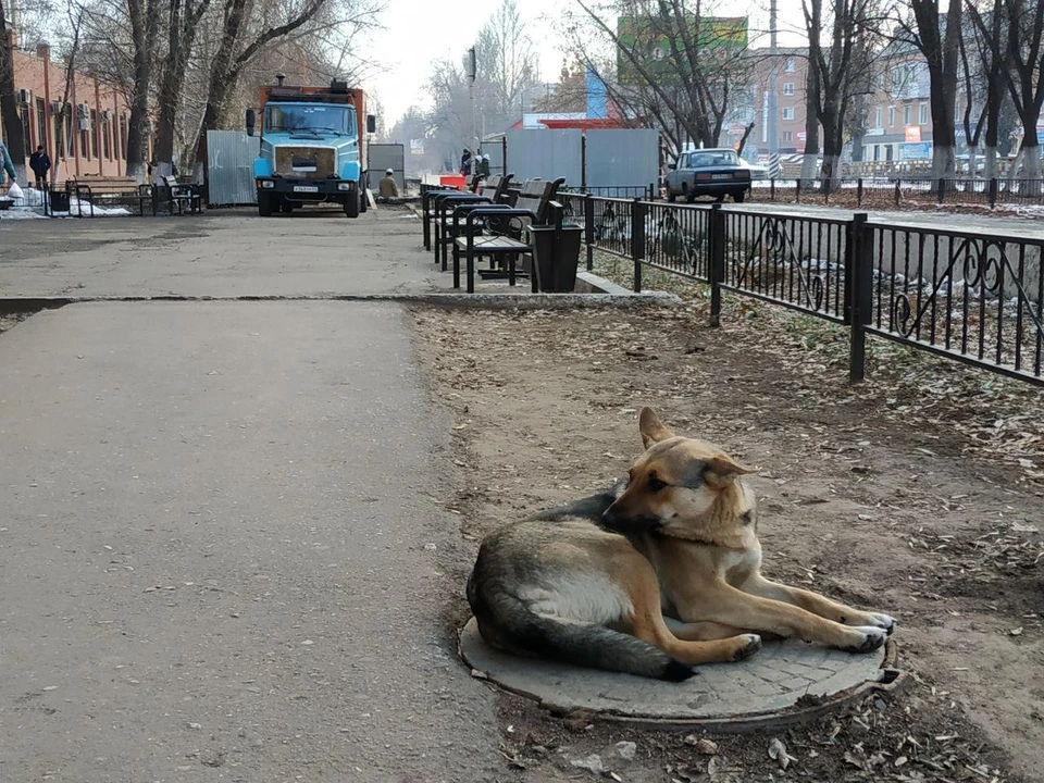 Бродячих собак убивать запрещено, но и с нападениями на людей надо что-то делать
