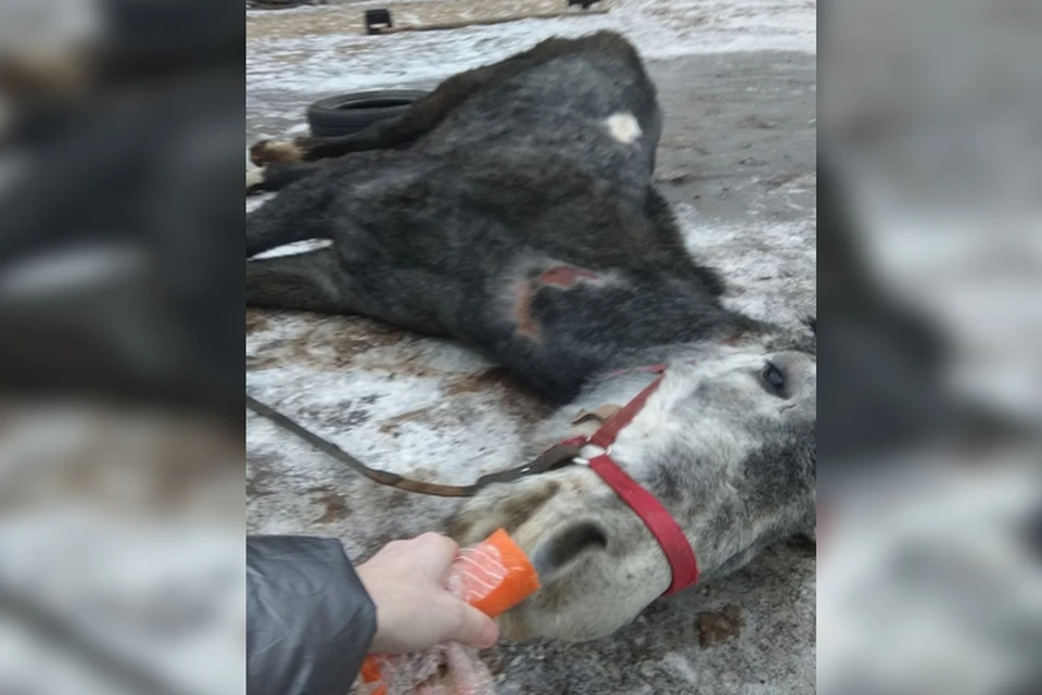 Этой лошади уже нет в живых, но у остальных еще есть мизерный шанс на спасение! ФОТО: соцсети