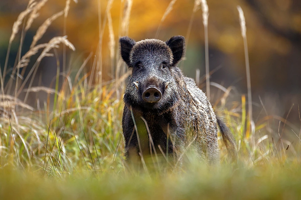 Стоковые фотографии по запросу Dead animals