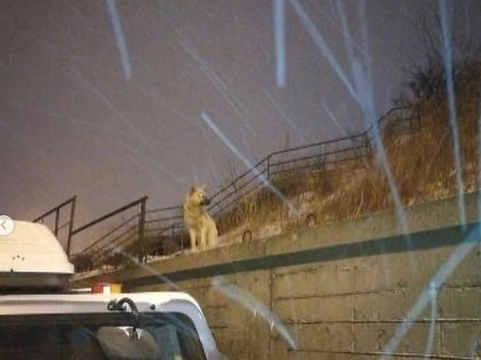 Во Владивостоке собаки покусали девочку. Фото: vdk_news