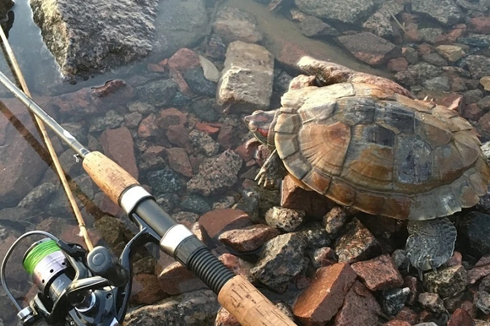 Вот такая живность водится сейчас в Неве. Фото: vk.com/rubalka_spb / Роман Некрутенко