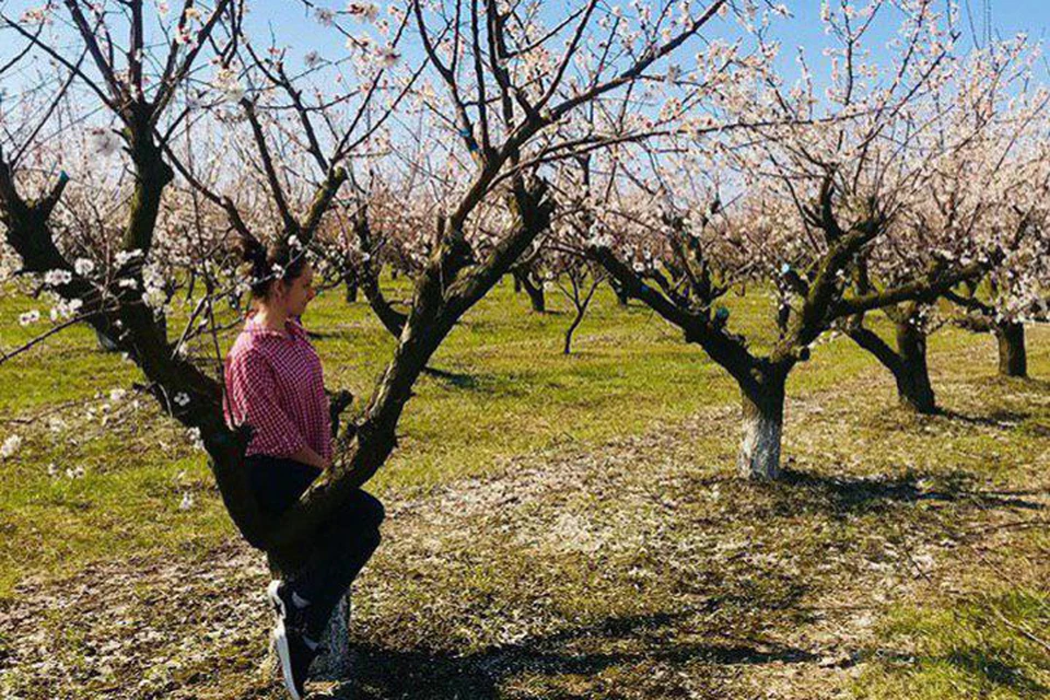 Массовое цветение плодовых деревьев в садах Кубани начнется позже. Поэтому температура до минус трех не так страшна для них.