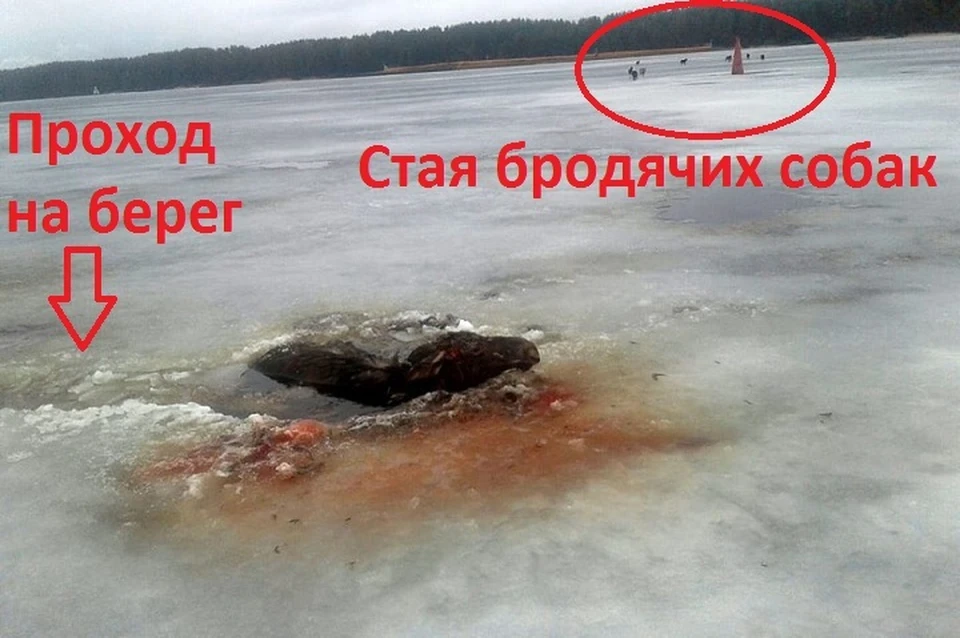 Фото: группа "Череповец" ВКонтакте.