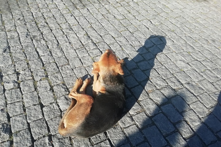 Ветеринар рассказал тюменцам, стоит ли мыть лапы собаке после каждой прогулки. Фото: Савинов Руслан.