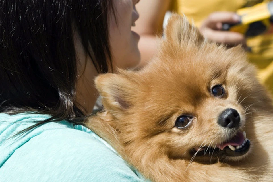 В Китае умерла собака, которая первой в мире перенесла COVID-19