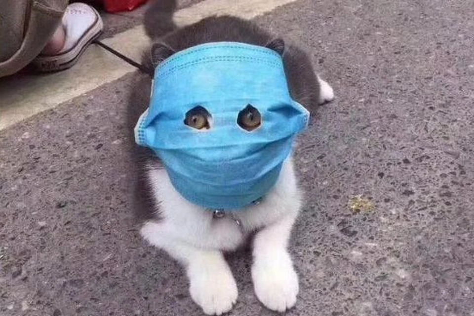 В некоторых странах на животных уже надевали защитные маски. Этот пример из Китая. Фото: twitter.com
