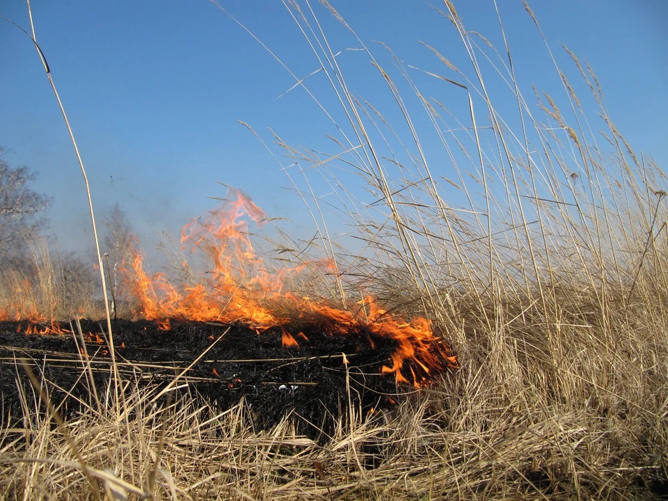 Возле музея-усадьбы «Ясная Поляна» горит сухая трава