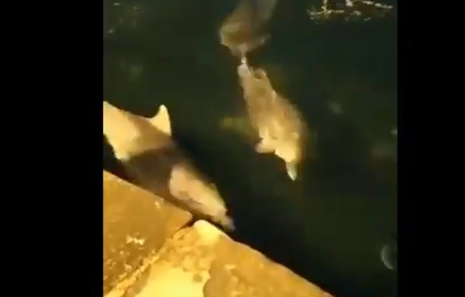 Дельфинов заметили близко у набережной
