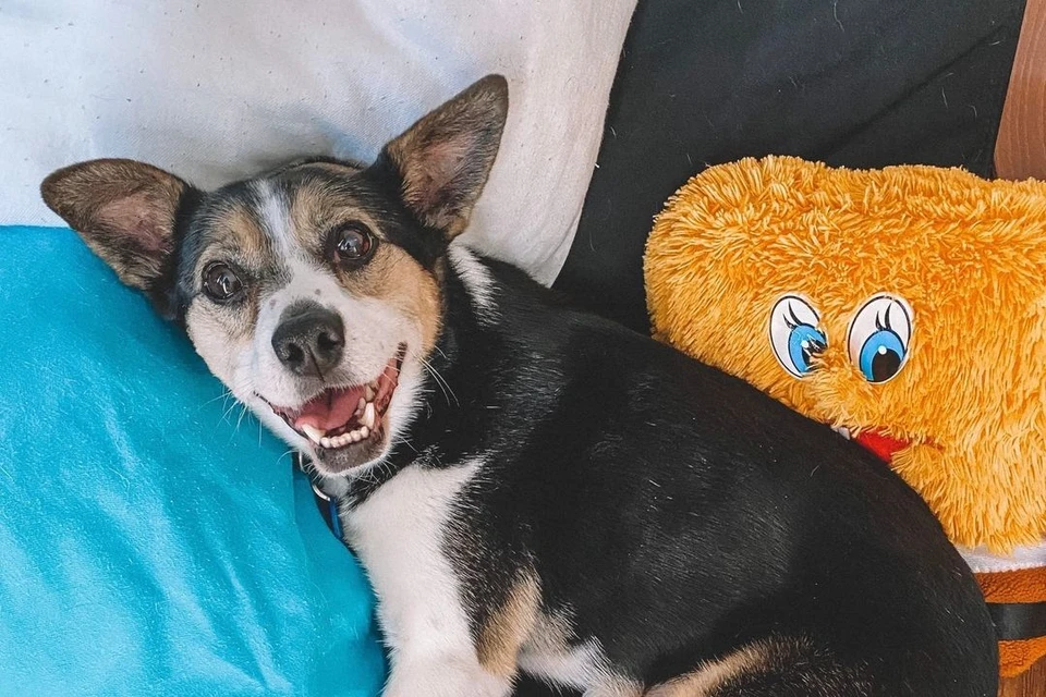 Доля любит валяться на солнышке и заглядывать на балкон. Фото: vk.com/cafe_doghouse