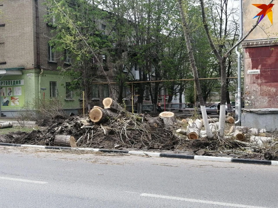 Вырубка деревьев на Шелковичной