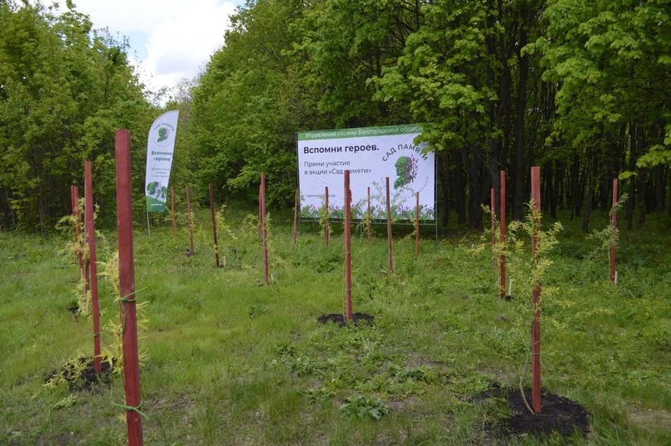 Возле хутора Ендовино Белгородской области зашумит ивовая роща. Фото пресс-службы администрации Новооскольского района
