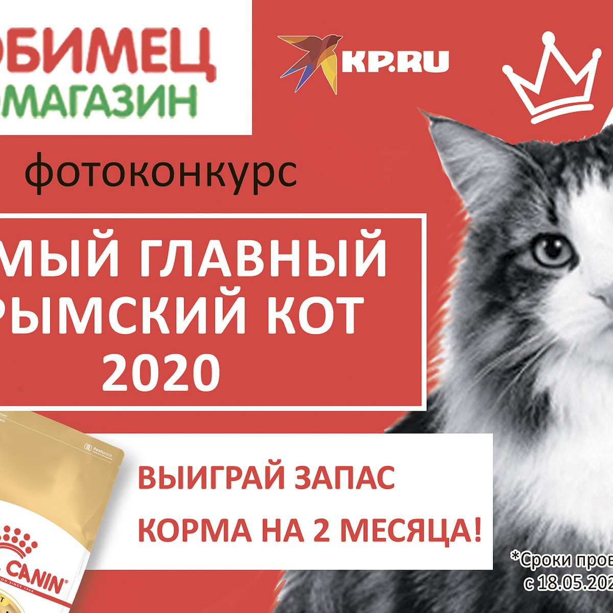 Комсомолка» запускает фотоконкурс «Самый главный крымский кот-2020» - KP.RU