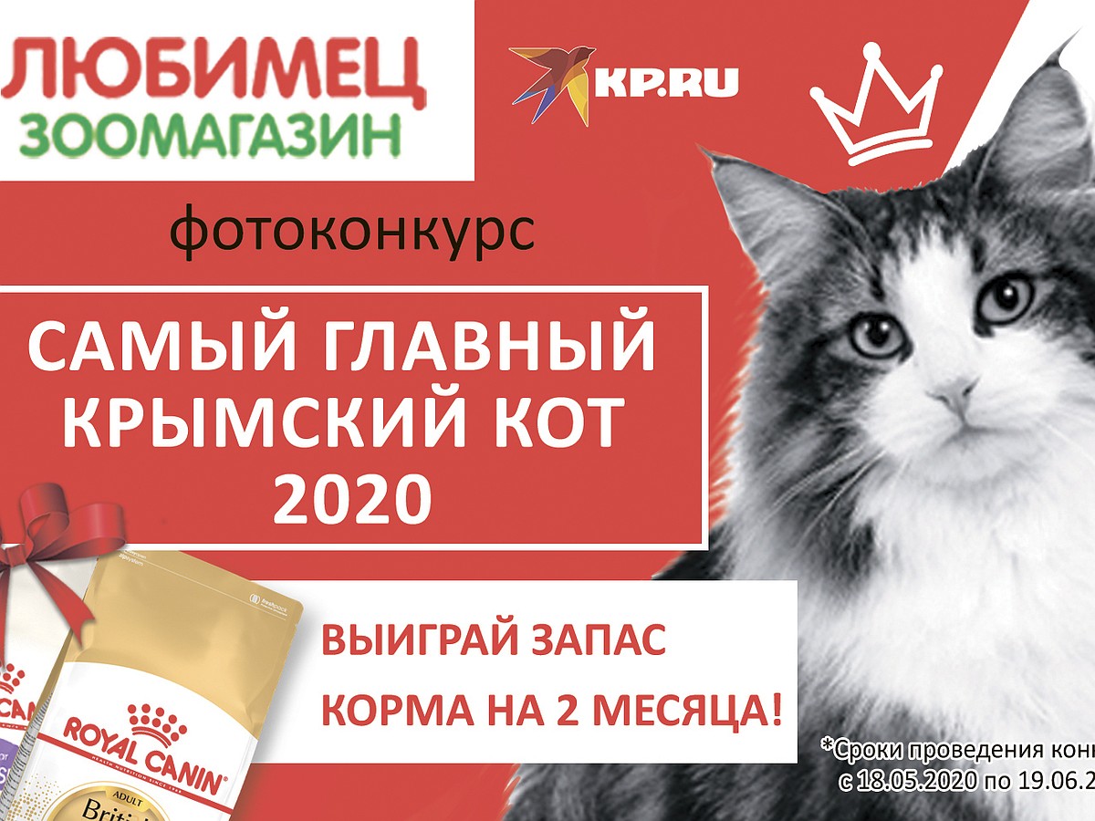 Комсомолка» запускает фотоконкурс «Самый главный крымский кот-2020» - KP.RU