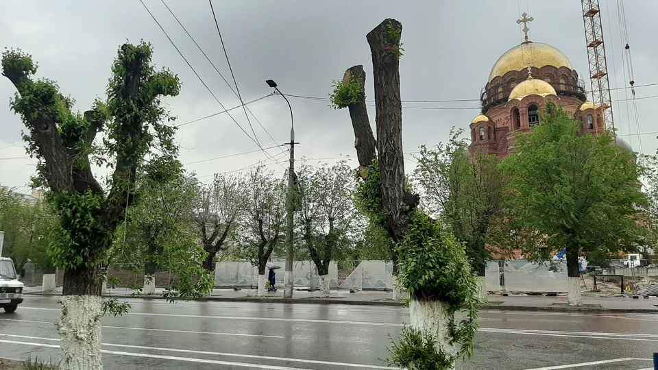 Так выглядят сегодня многие деревья и на главных улицах Волгограда, и во дворах.