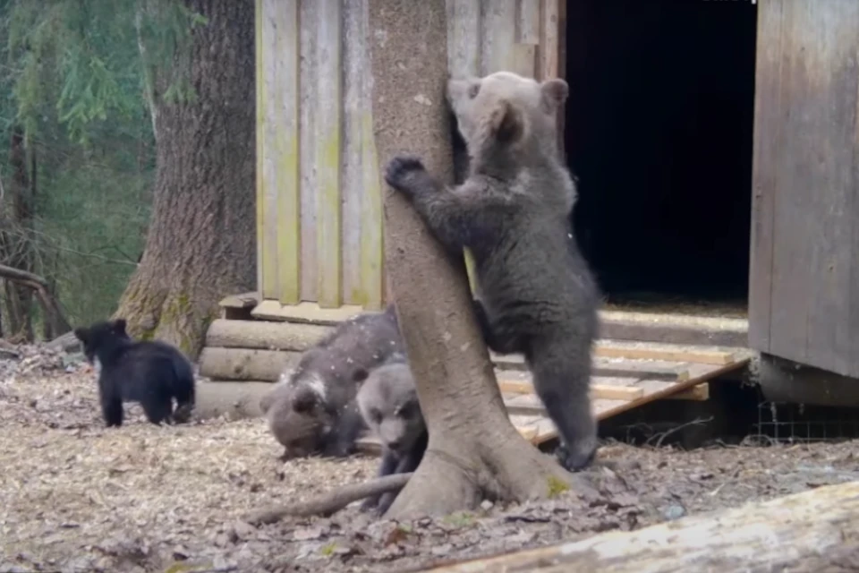 Старшая группа на прогулке. Фото: стоп-кадр с видео www.orphan-bear.org/