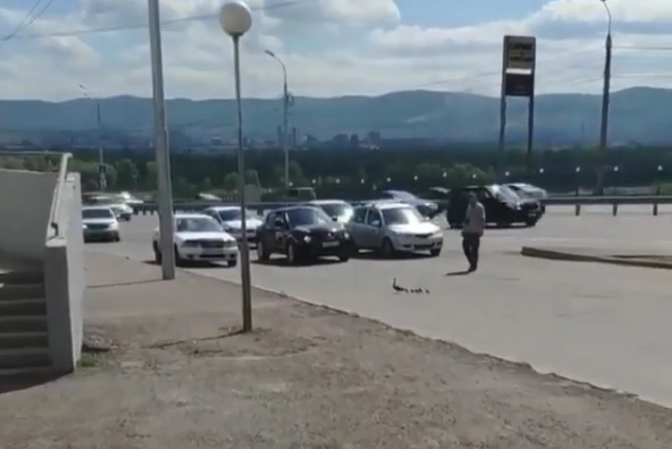 Красноярец остановил движение на Октябрьском мосту, чтобы пропустить утку с малышами. Фото: стоп-кадр видео Сводка 24.