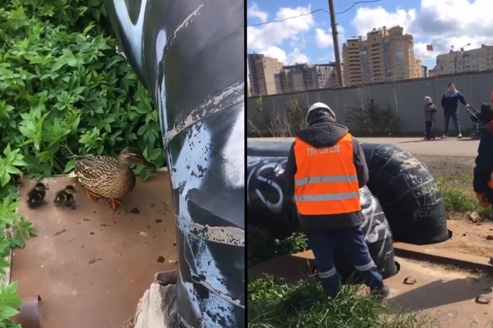 Мать-утка слышала упавших малышей, но ничего бы не смогла сделать, если бы не помощь людей. Фото: instagram.com/annakuntcevich