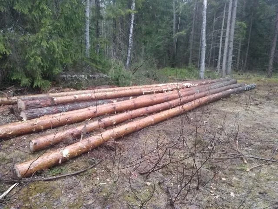 В Смоленской области «черный лесоруб» вырубили лес на 420 тысяч рублей. Фото: УМВД России по Смоленской области.