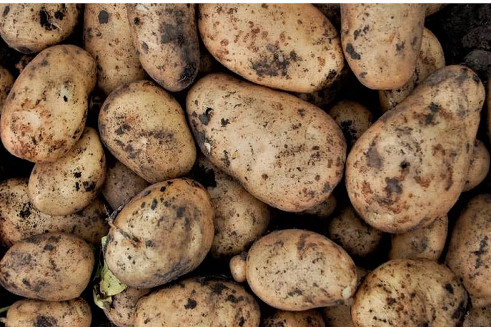 В Надымском районе завершилась посадка картофеля Фото: из открытых источников