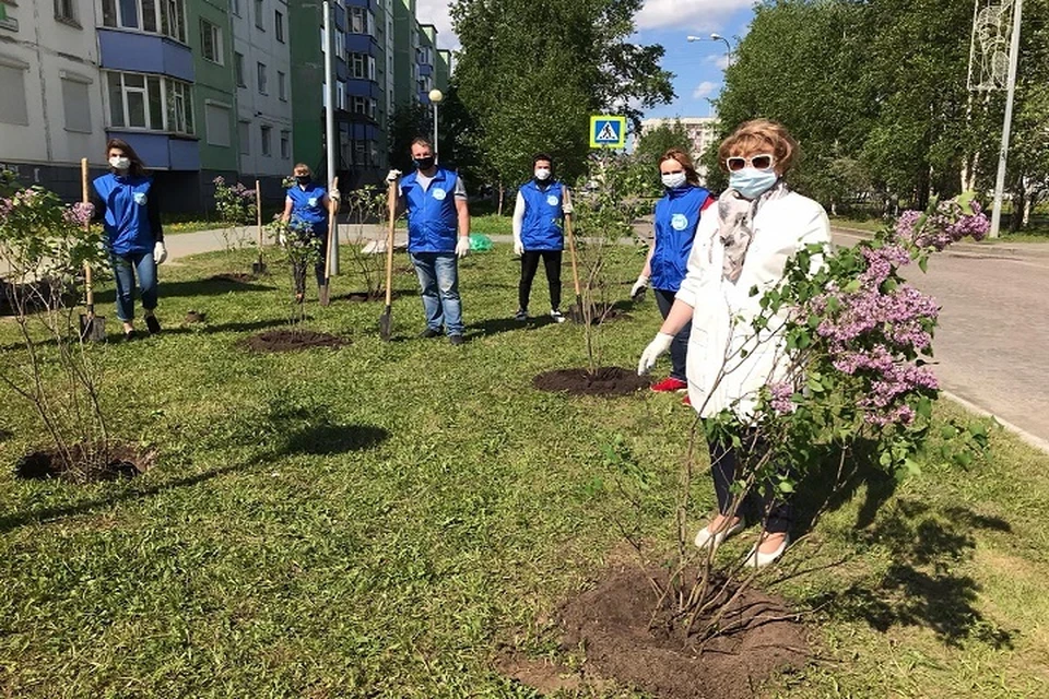 Сургут украсили 75 кустов сирени к юбилею Победы. Фото администрации города.