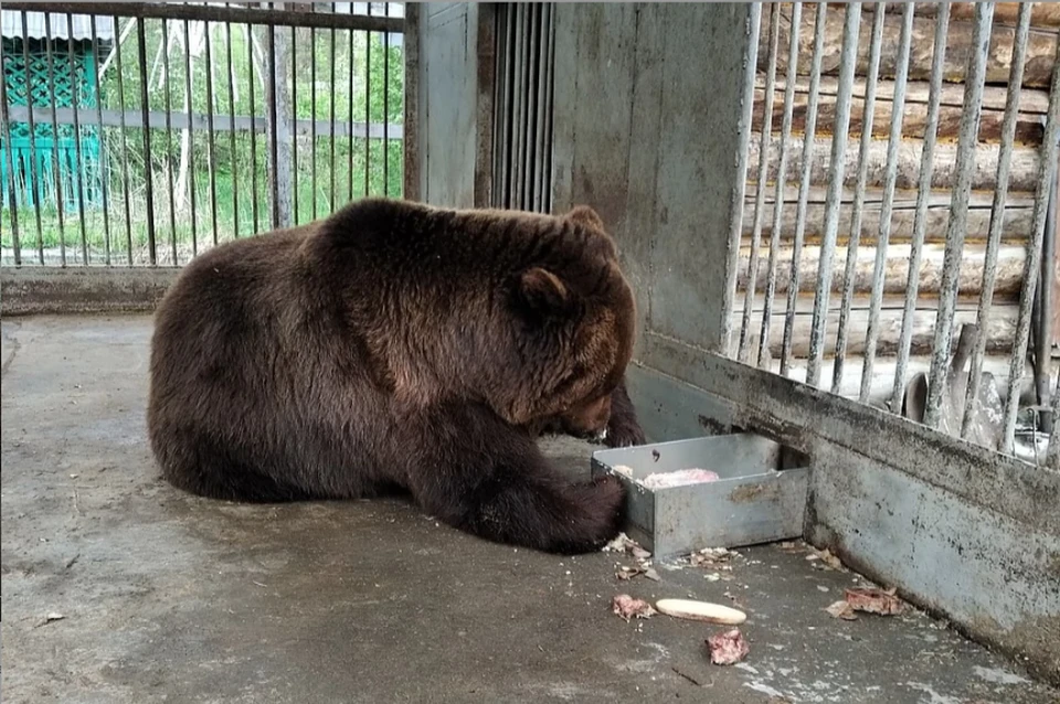 Алексей Текслер пообещал заботиться о медведе, который живет на трассе. Фото: группа "Гражданский патруль" vk.com