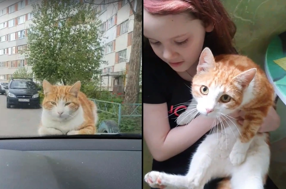 Петербурженка приютила кота-наглеца, который терроризировал ее на протяжении двух месяцев. Фото: vk.com/spb_today