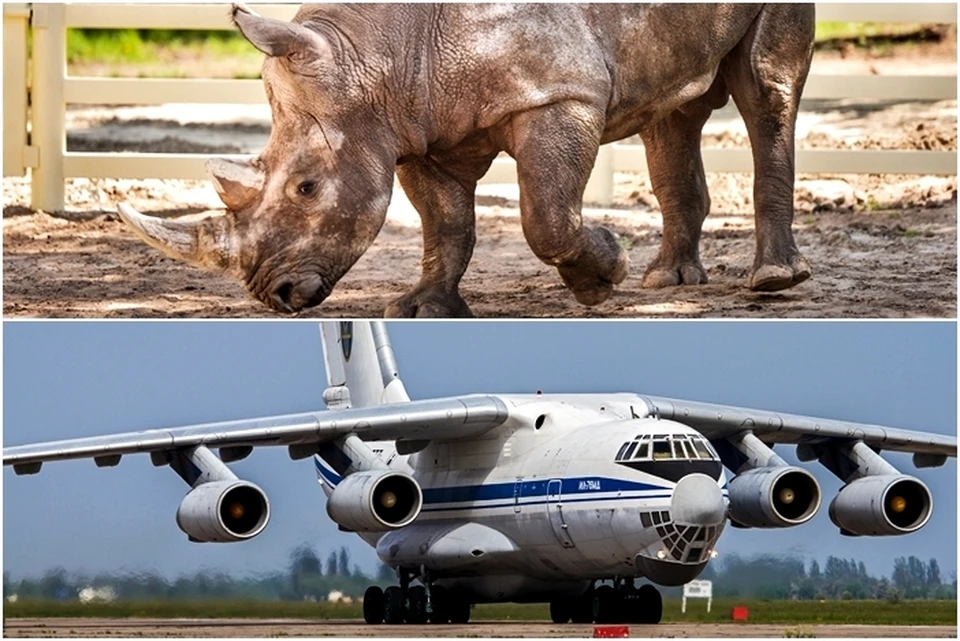 Общий вес двух молодых носорогов вместе с контейнерами составил около 9 тонн. Фото: ростовский зоопарк.