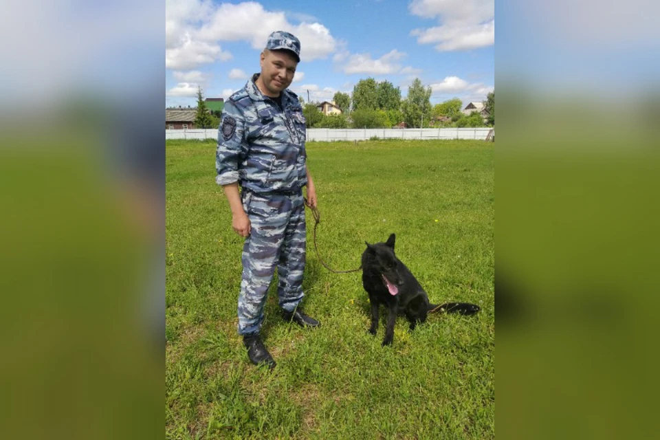 В основном для службы используются немецкие овчарки.