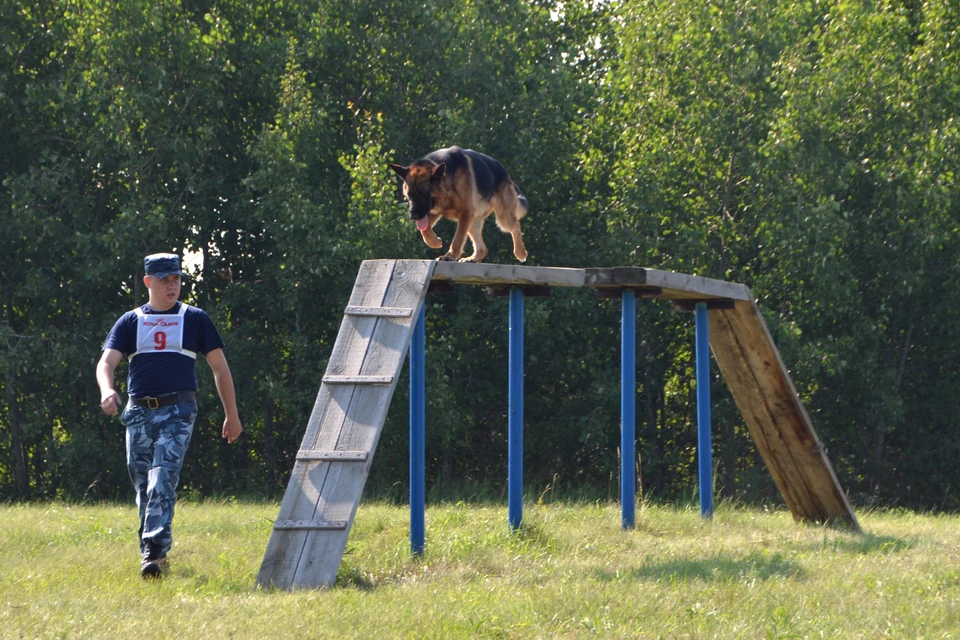 Собакам тоже нужно регулярно тренироваться, чтобы быть в форме. Фото: ГУФСИН России по Челябинской области