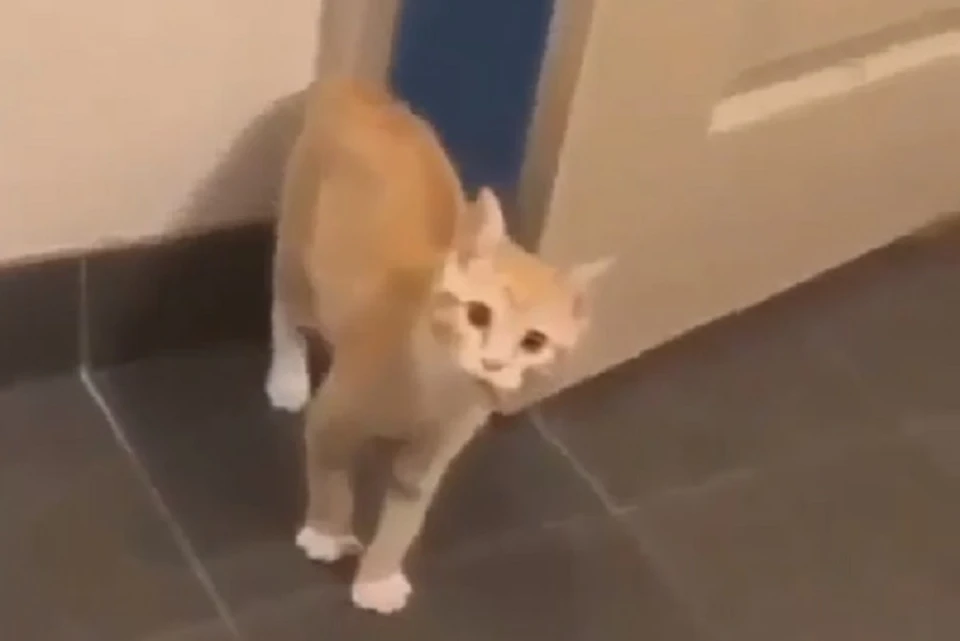 Кот научился закрывать за собой дверь