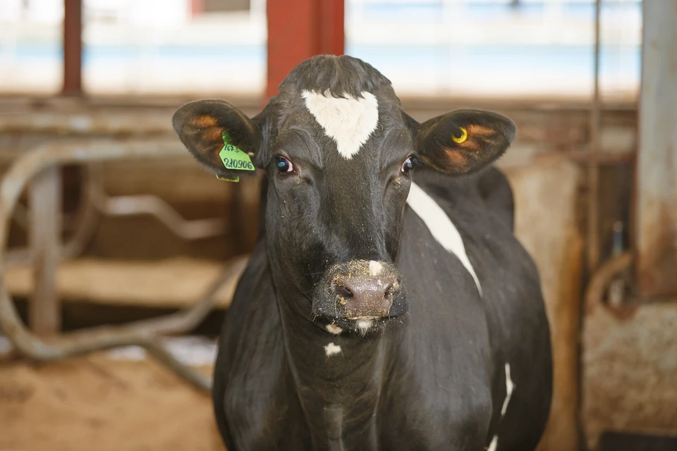 Сегодня в СПК «Килачевский» - более 3 тысяч коров, которые ежедневно дают 114 тонн молока. Фото: АО «Россельхозбанк».