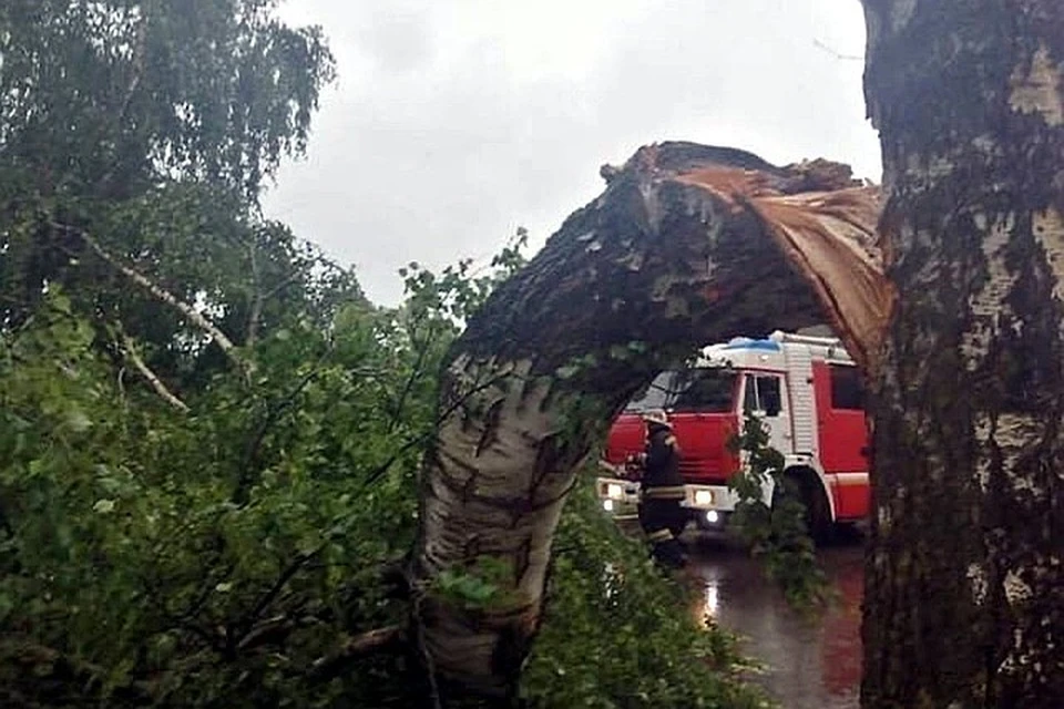 Мощные порывы ветра ломали деревья. Фото: МЧС по Тверской области