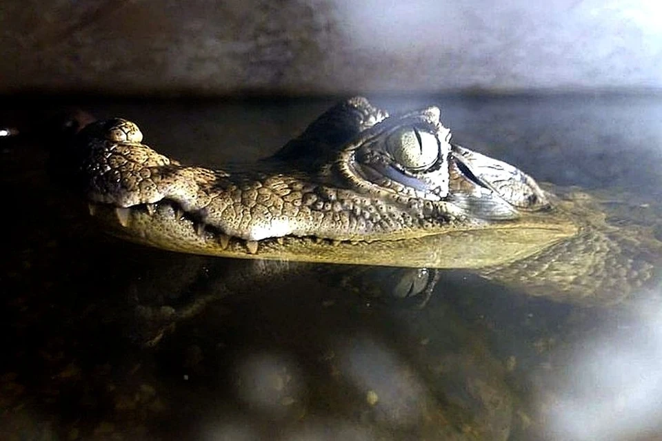 Крокодил куплен 8 лет назад в зоомагазине, сейчас рептилия вне закона. Фото: Предоставлено героями материала