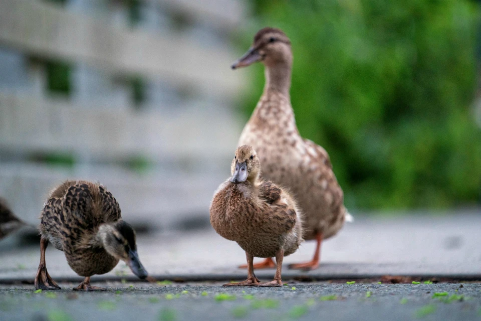 Вероятно, уточки шли на Ледовое озеро. Фото: unsplash.com