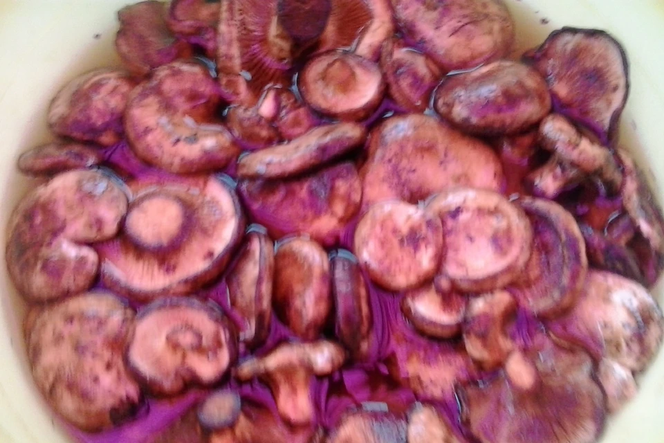 Свинушки- смертельно опасные грибы, но в некоторых селах их научились готовить и есть. ФОТО: предоставлены Верой Лебедевой