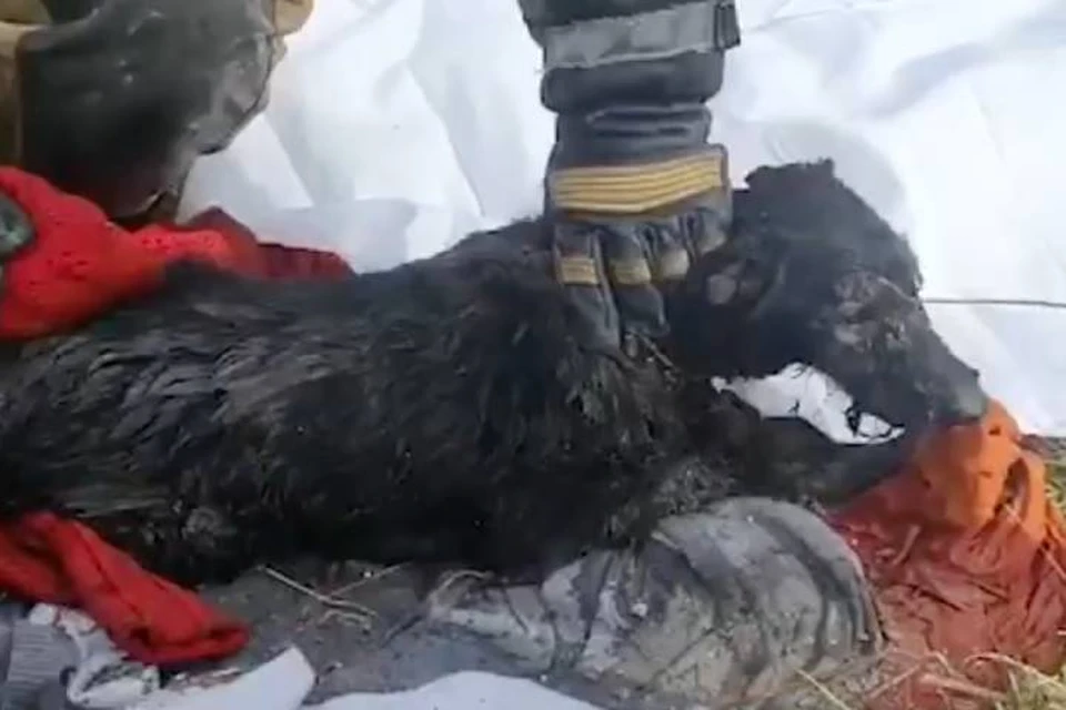 Собаку спасли на месте пожара на Краснопутиловской улице